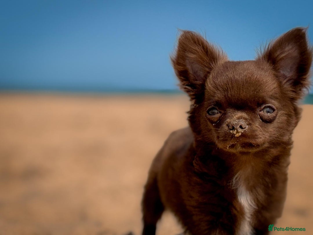 Chihuahua dogs for sale: KC reg LC choc boy - health tested parents  - Image 3
