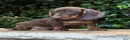 Miniature Dachshund dogs for sale: 3 LEFT! READY NOW STUNNING MINI DACHSHUNDS - Advert 4
