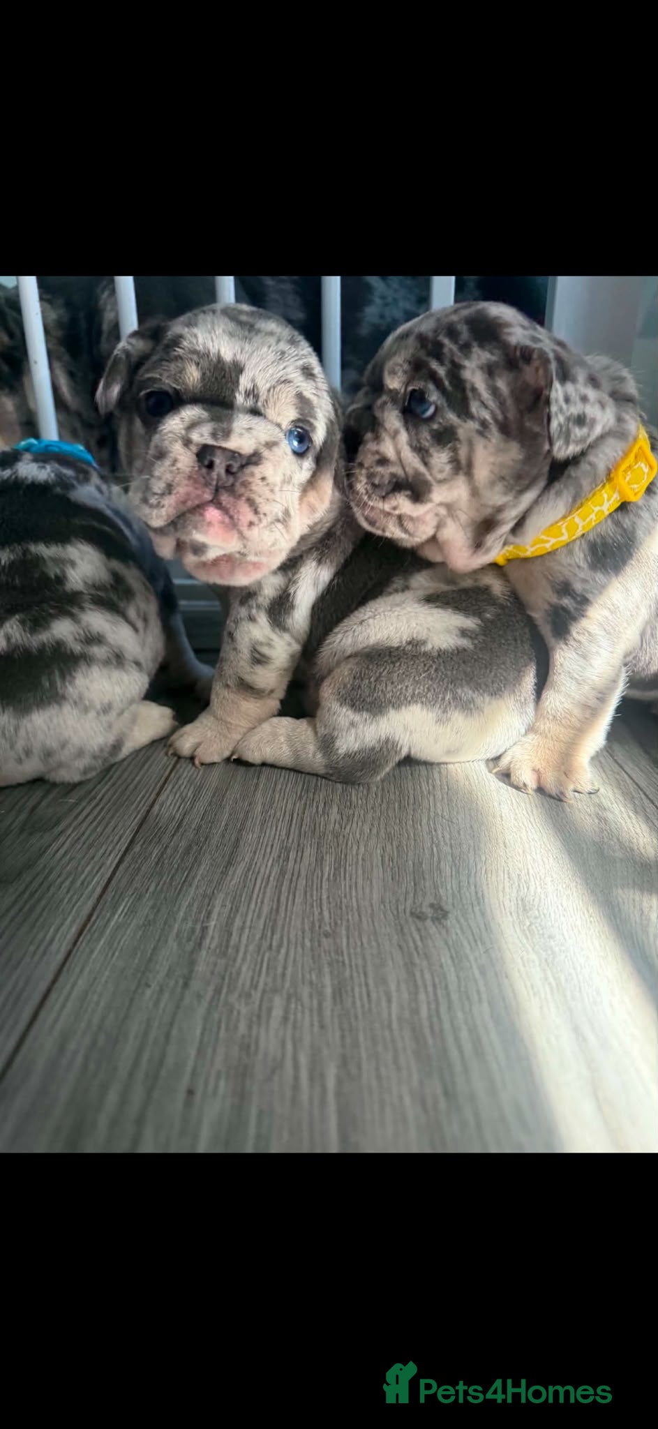 French Bulldog dogs 6 Adorable French Bulldog Puppies £1500 - Advert 1