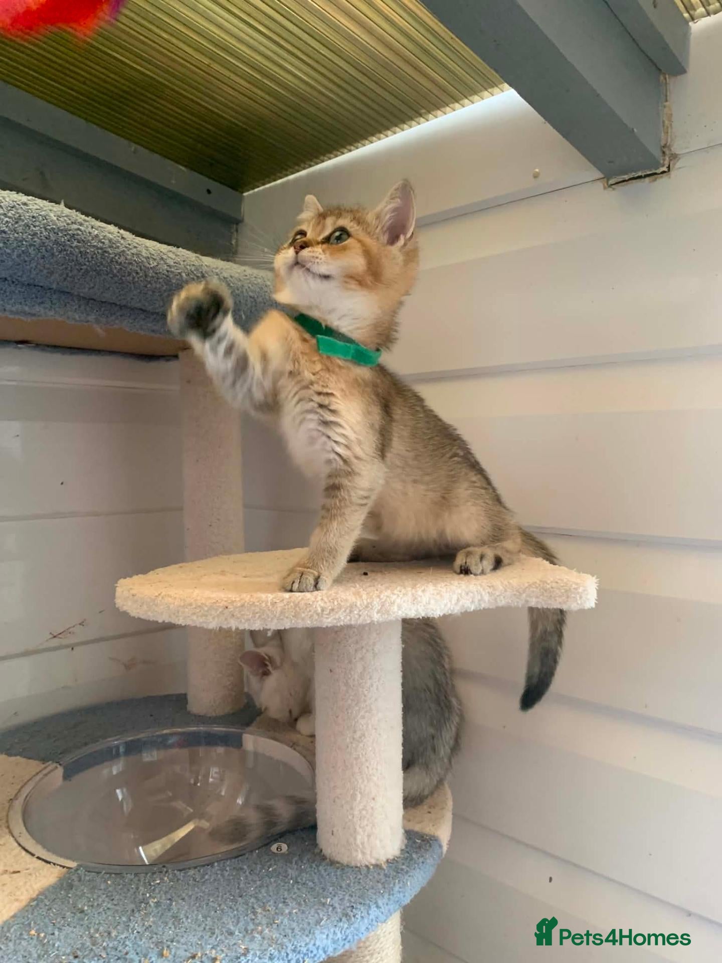 British Shorthair cats BSH 11 weeks old Rare Shaded colours  - Advert 2