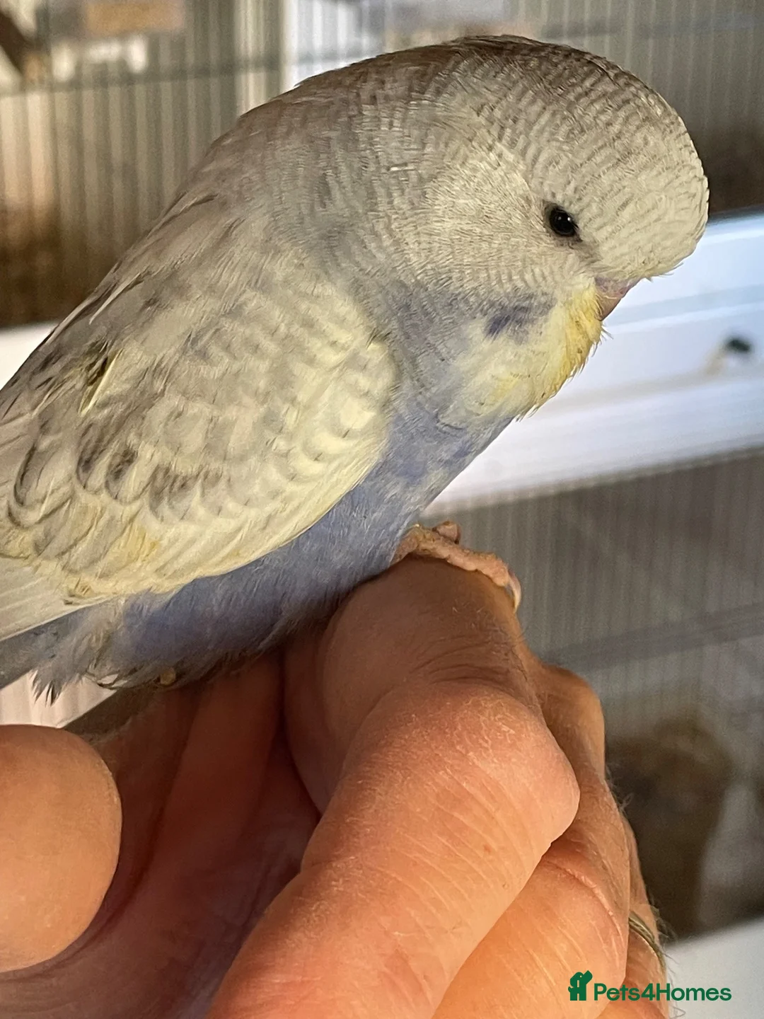 Budgerigars birds for sale: Tame baby budgies straight from nest in Leicester - Advert 2