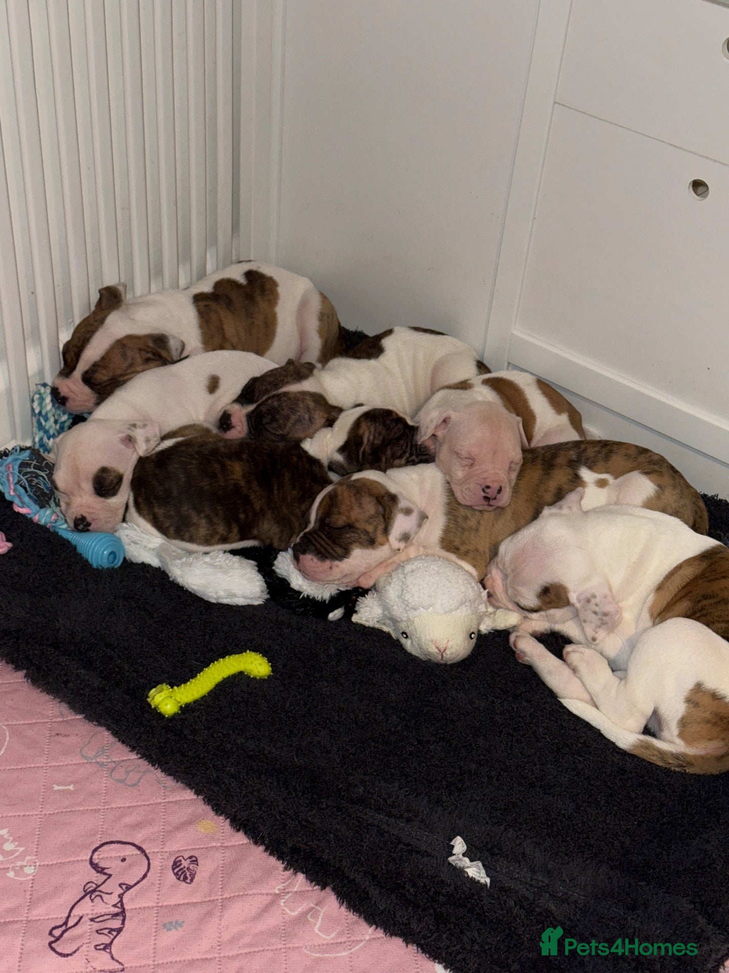 American Bulldog dogs 2 Puppies Left!!! - Advert 8