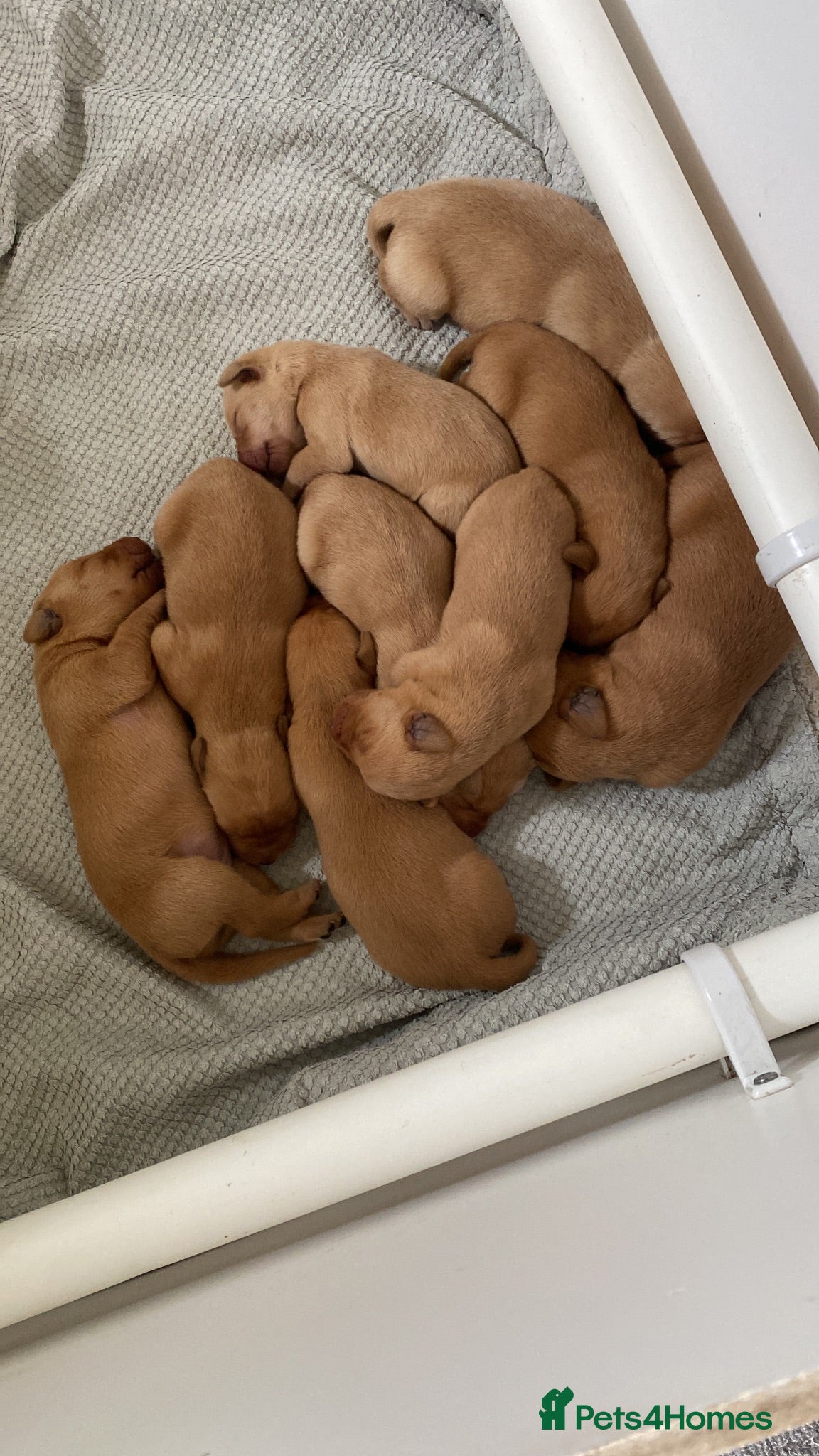 Labrador Retriever dogs KC Reg Labrador Retriever Puppies  - Advert 2