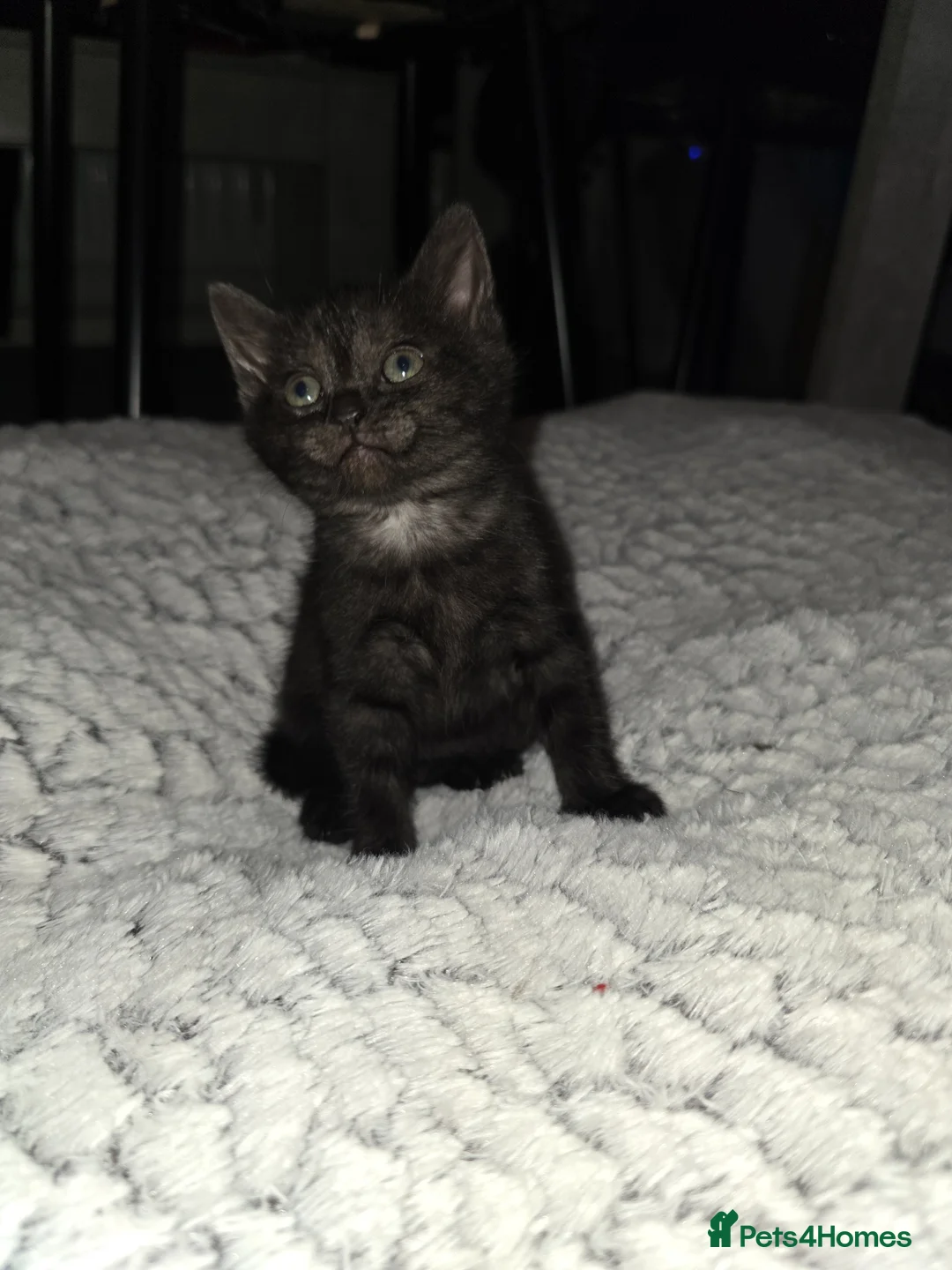 Mixed Breed cats for sale: Black kittens with grey markings  in Barry - Advert 9