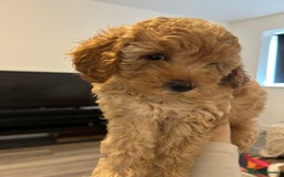 Cavapoo dogs for sale: Extensively health tested Stunning F1B Cavapoo  - Image 1