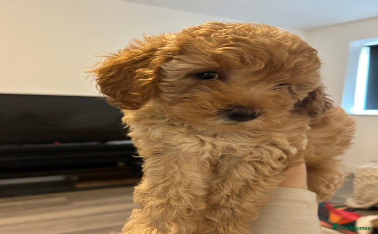 Cavapoo dogs - Advert 7