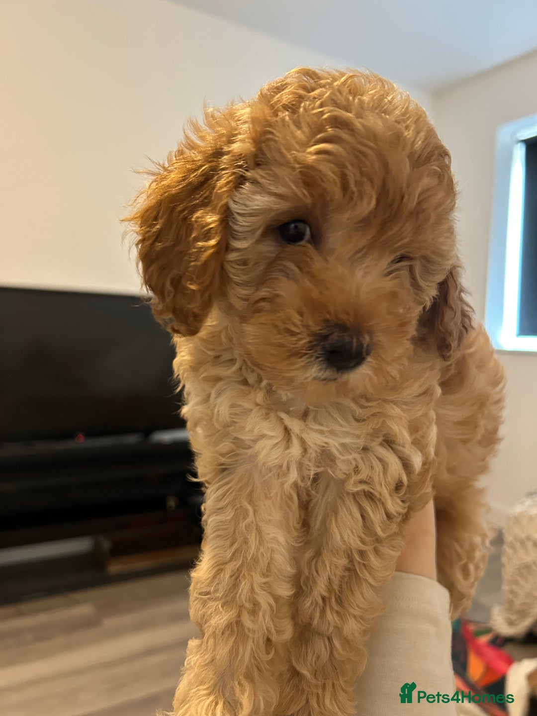 Cavapoo dogs for sale: Extensively health tested Stunning F1B Cavapoo  - Image 1