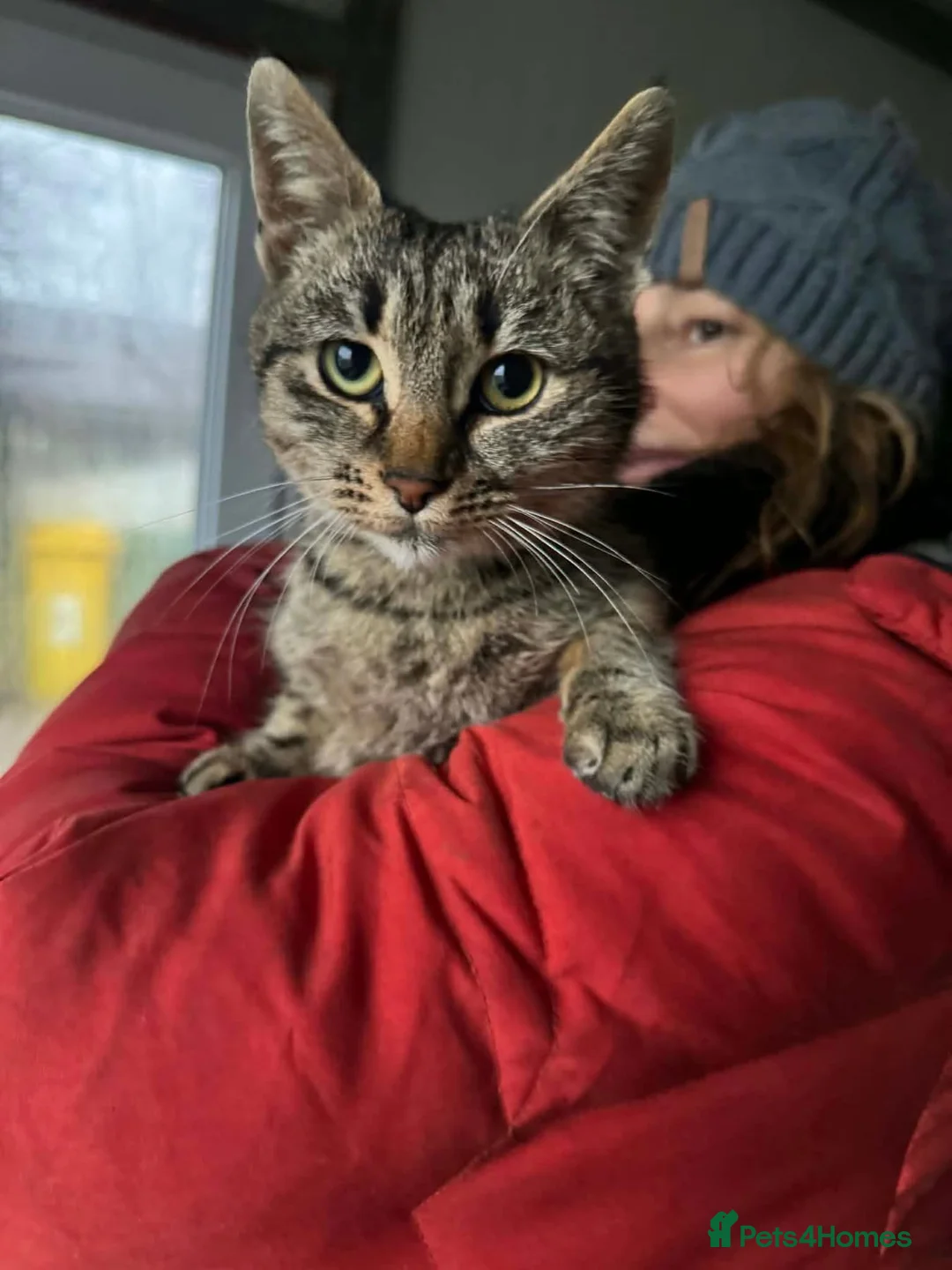Mixed Breed cats for adoption: Sawyer - Norwich Norfolk  - Advert 1