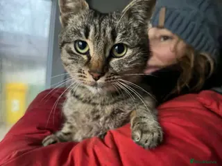 Mixed Breed cats Sawyer - Norwich Norfolk - Advert 1