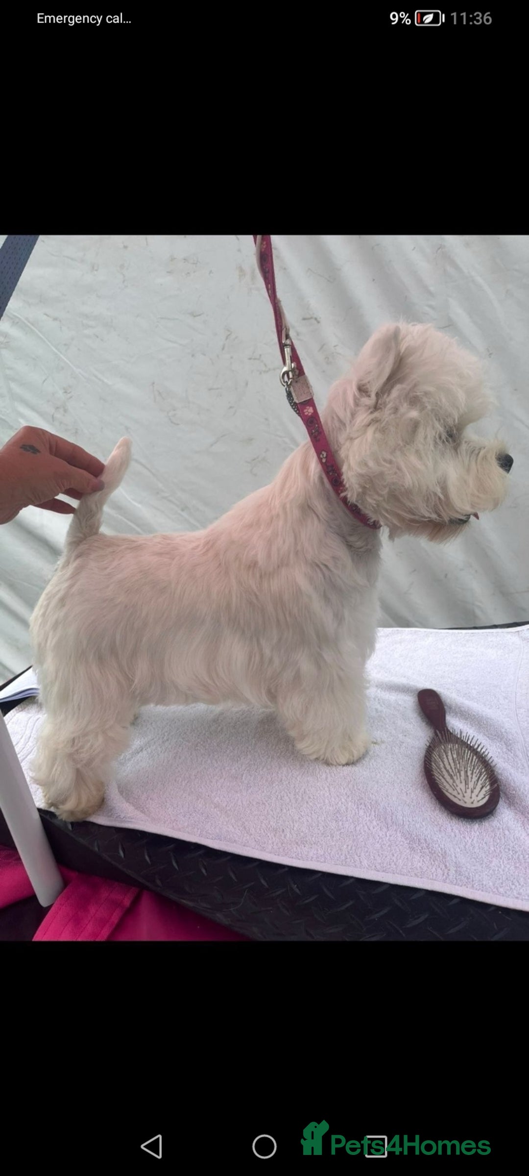 West Highland Terrier dogs for sale: Gorgeous KC registered Westie pups - Image 22