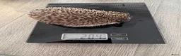 Pygmy Hedgehog rodents for sale: Male African Pygmy hedgehogs  - Advert 3