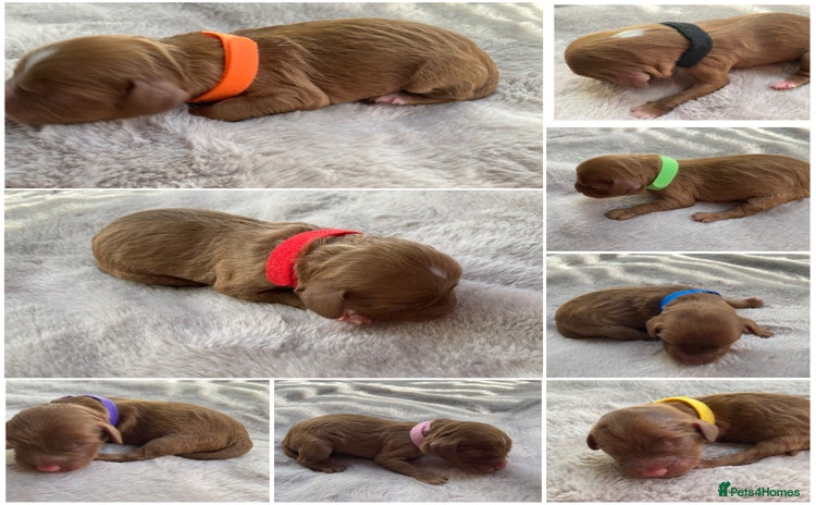 Mixed Breed dogs - Advert 2