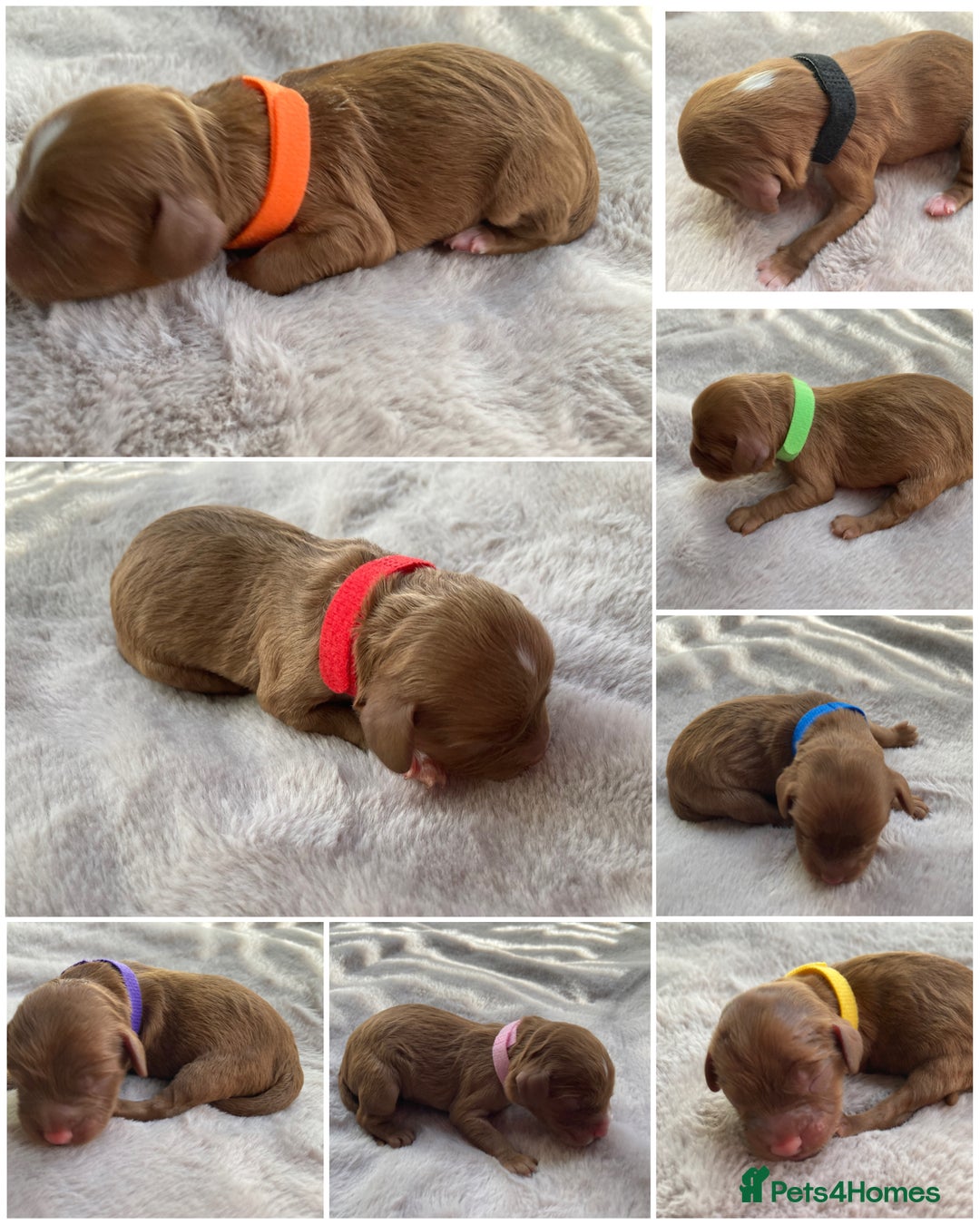 Mixed Breed dogs for sale: Cockapoo/Cavapoo Mix Puppies Available 10 Nov 25 - Image 1