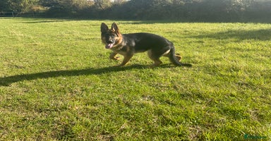 German Shepherd dogs - Advert 3