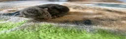 Domestic Shorthair cats for sale: 4 Beautiful Domestic Shorthair Kittens  - Advert 35