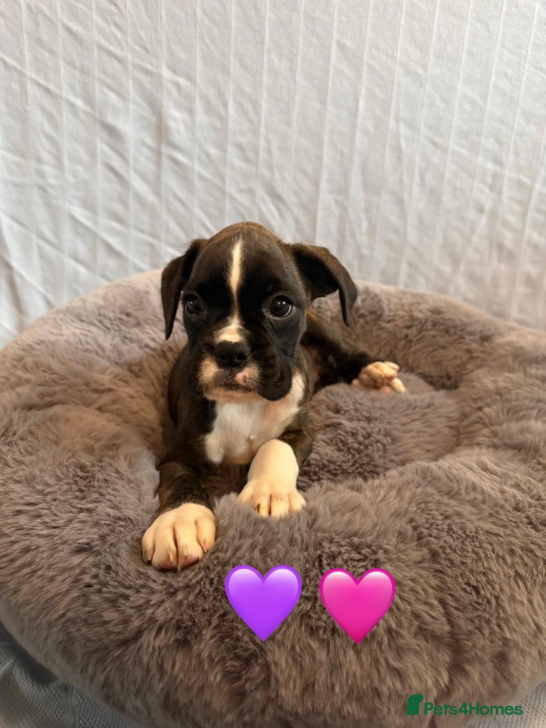 Boxer dogs for sale: 5 KC Reg Brindle Boxer Puppies. - Advert 13