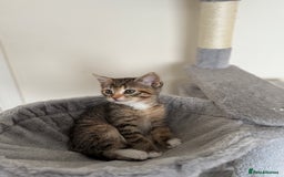 Mixed Breed cats for sale: 🐾 Adorable Kittens Looking for Loving Homes! 🐾 - Image 28