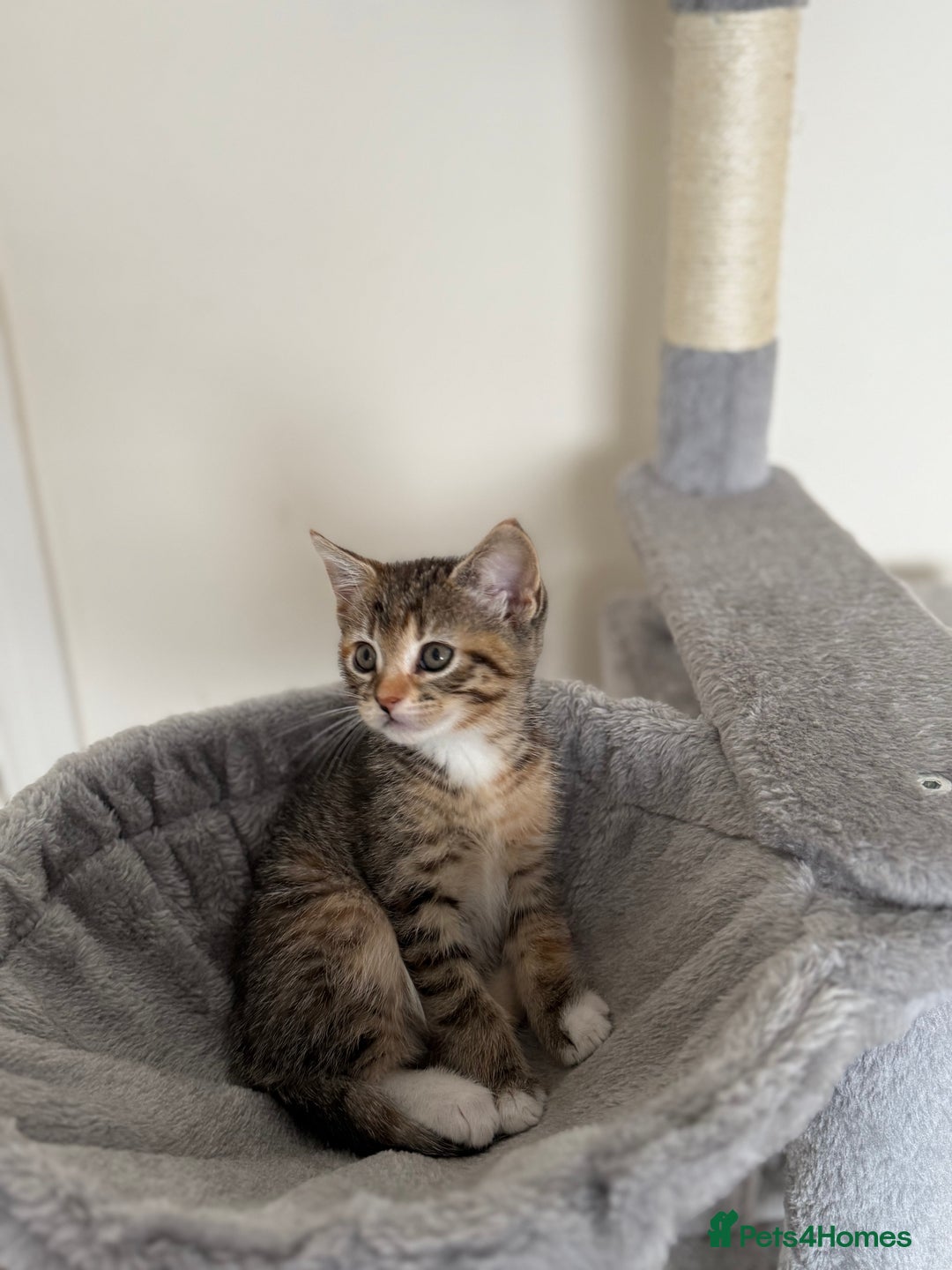 Mixed Breed cats for sale: 🐾 Adorable Kittens Looking for Loving Homes! 🐾 - Image 28