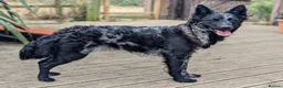 Mudi dogs for sale: Hungarian Mudi boy available! - Advert 4