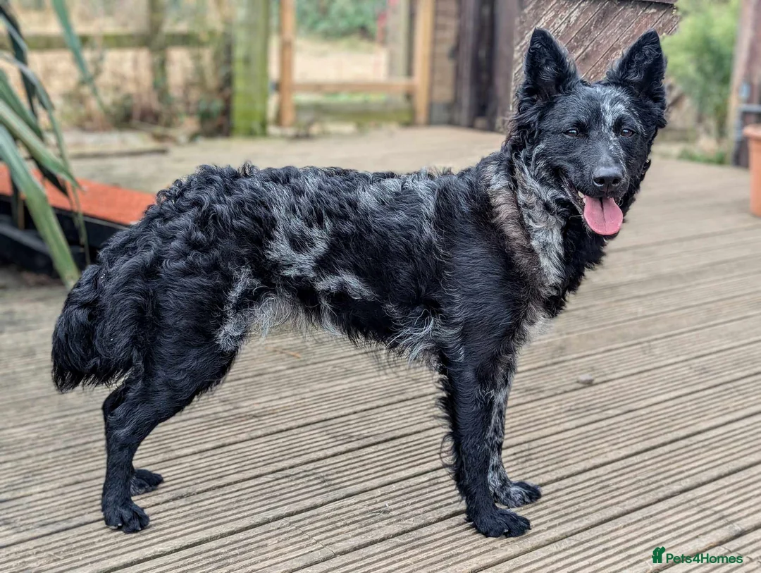 Mudi dogs for sale: Hungarian Mudi boy available! - Advert 4