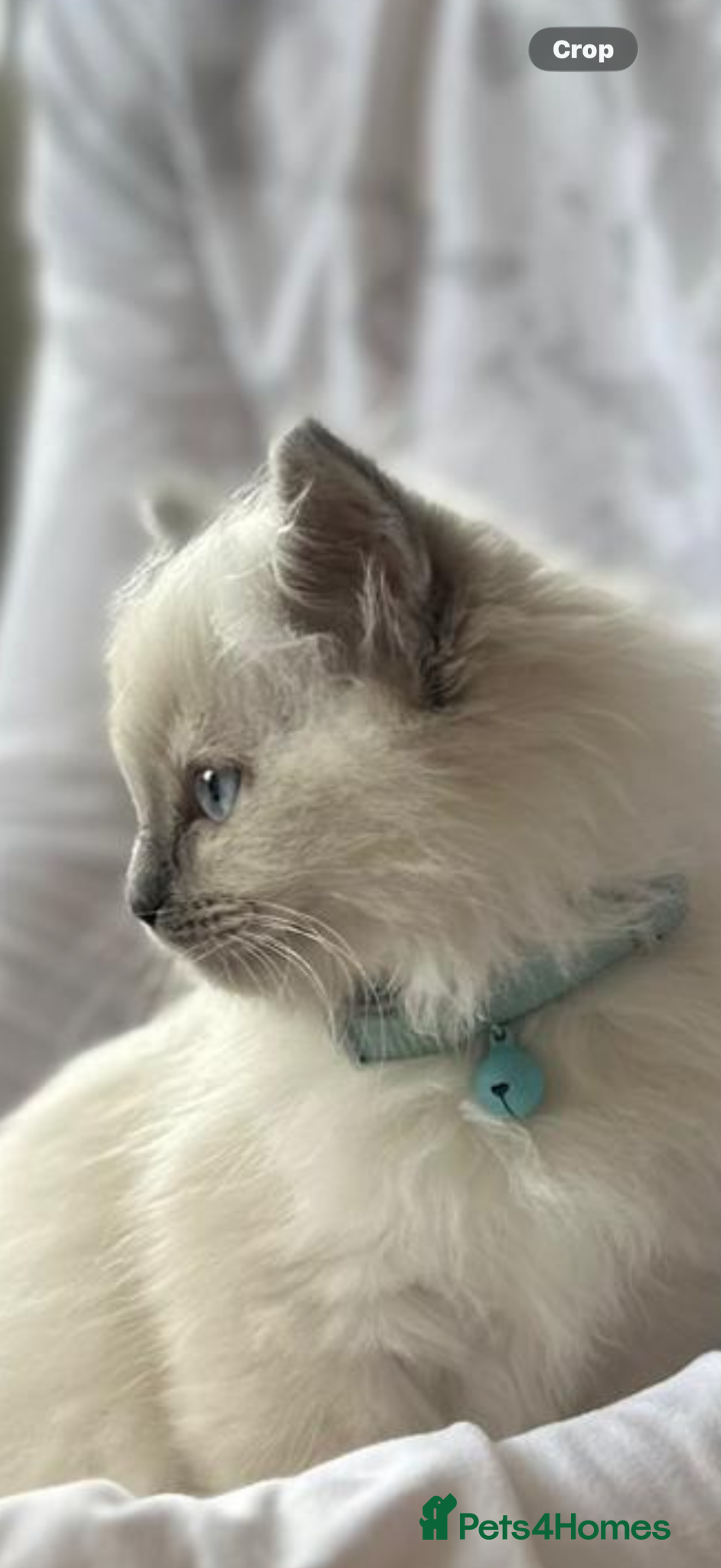 Ragdoll cats 🤍 Exceptional TICA Registered Ragdoll Girls - Advert 2