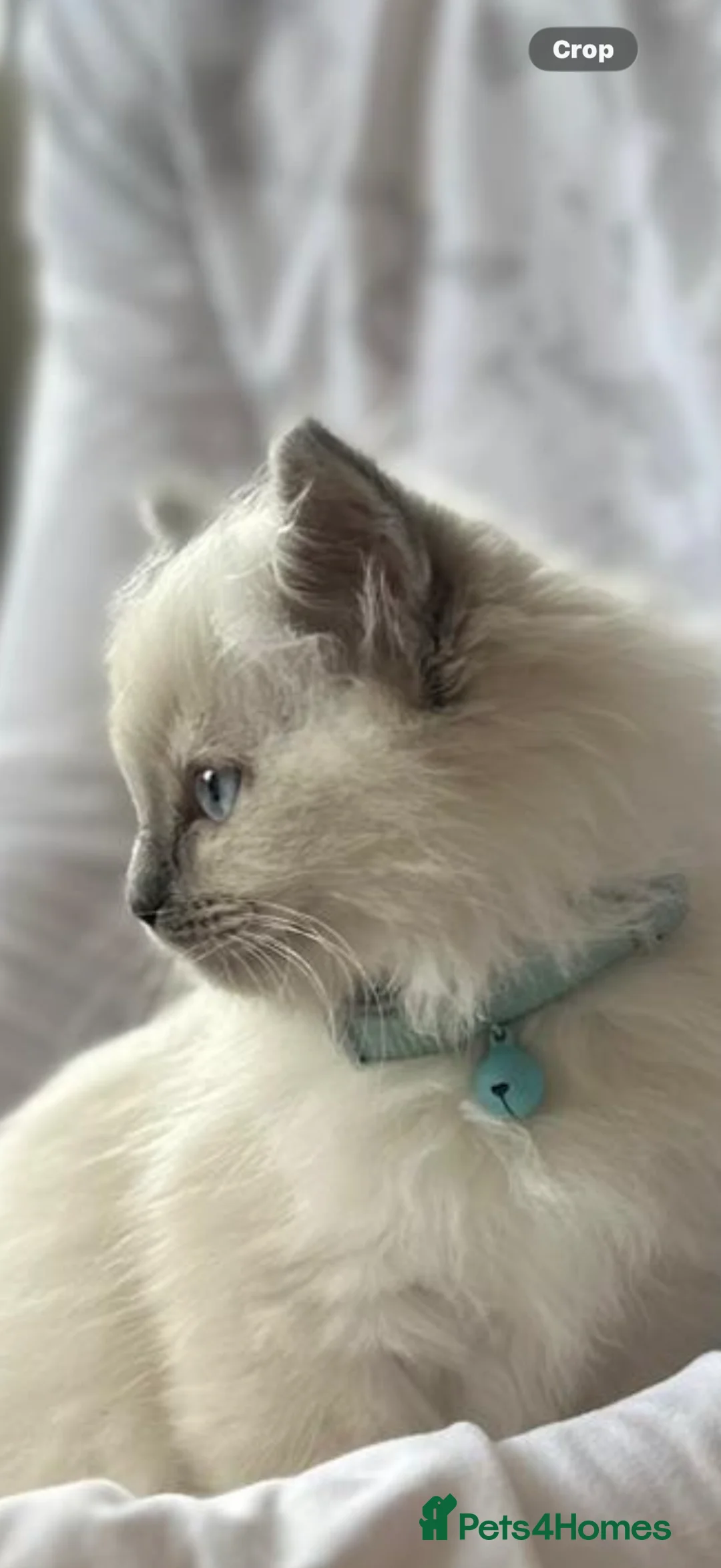 Ragdoll cats for sale: 🤍 Exceptional TICA Registered Ragdoll Girls - Advert 2