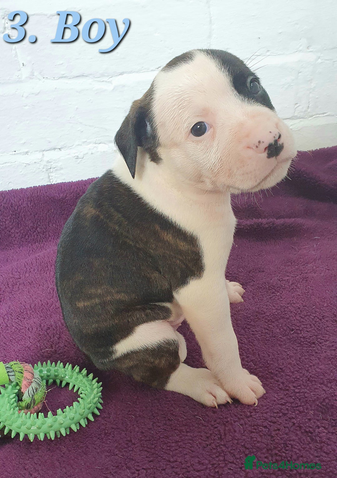 Mixed Breed dogs for sale: English/American Staffy Pups - Image 5
