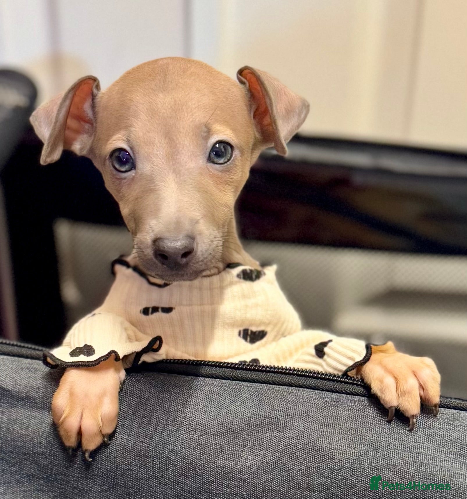 Italian Greyhound dogs Adorable 6M Old Puppy Looking for a Loving Home - Advert 2