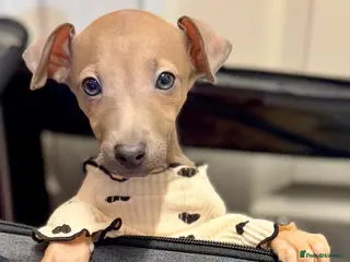 Italian Greyhound dogs Adorable 6M Old Puppy Looking for a Loving Home - Advert 1