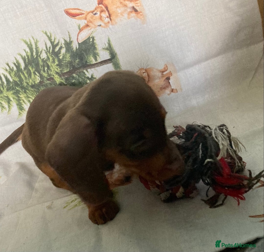 Miniature Dachshund dogs for sale: Miniature dachshund puppies for sale - Image 2