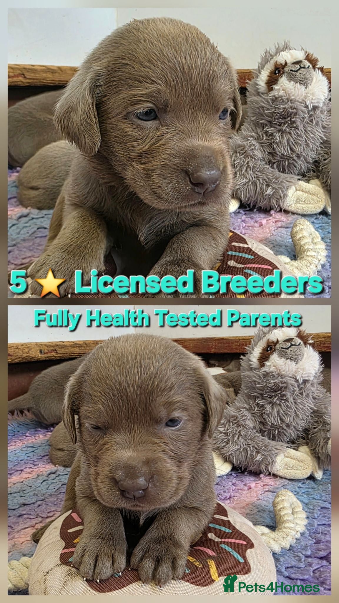 Labrador Retriever dogs Beautiful KC Silver Labradors  - Advert 1