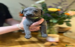 Whippet dogs for sale: 💙 Whippet Puppies – Beautiful Blue Litter 💙 - Image 3