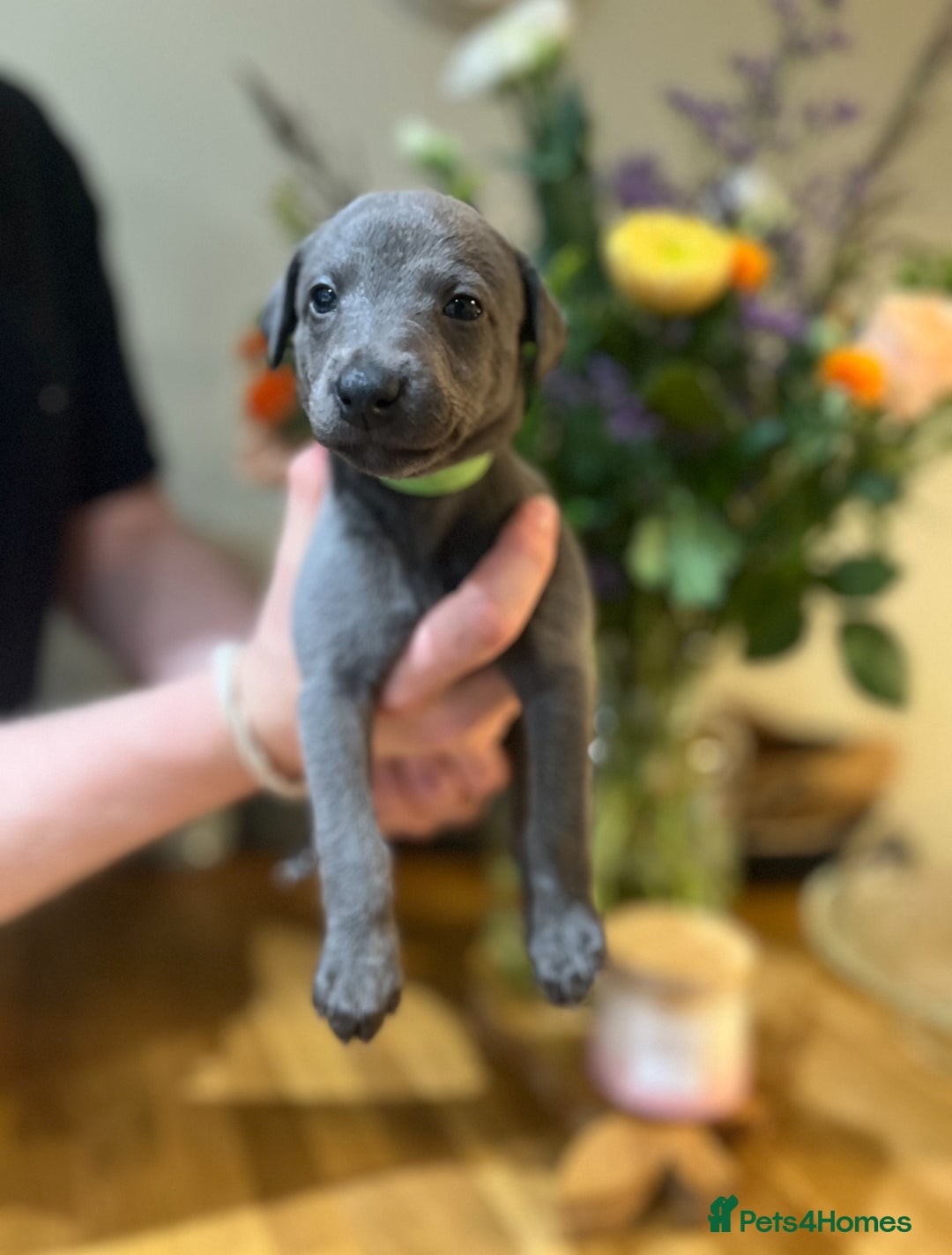 Whippet dogs for sale: 💙 Whippet Puppies – Beautiful Blue Litter 💙 - Image 3