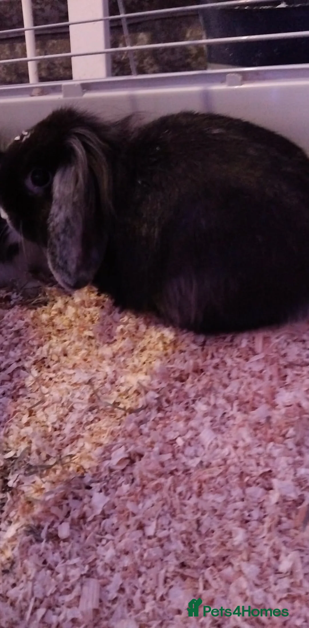 Mixed Breed rabbits for sale: Pair of bunnys in Peterlee - Advert 2