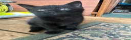 Mixed Breed cats for sale: Cute Kittens for Sale  - Advert 2