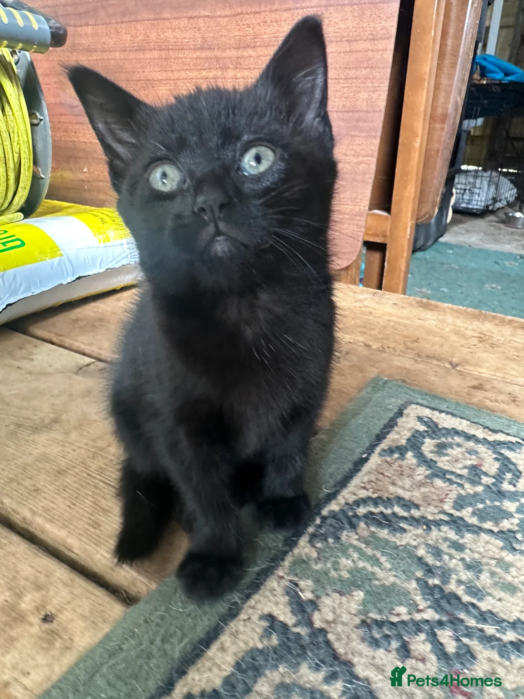 Mixed Breed cats for sale: Cute Kittens for Sale  - Advert 2
