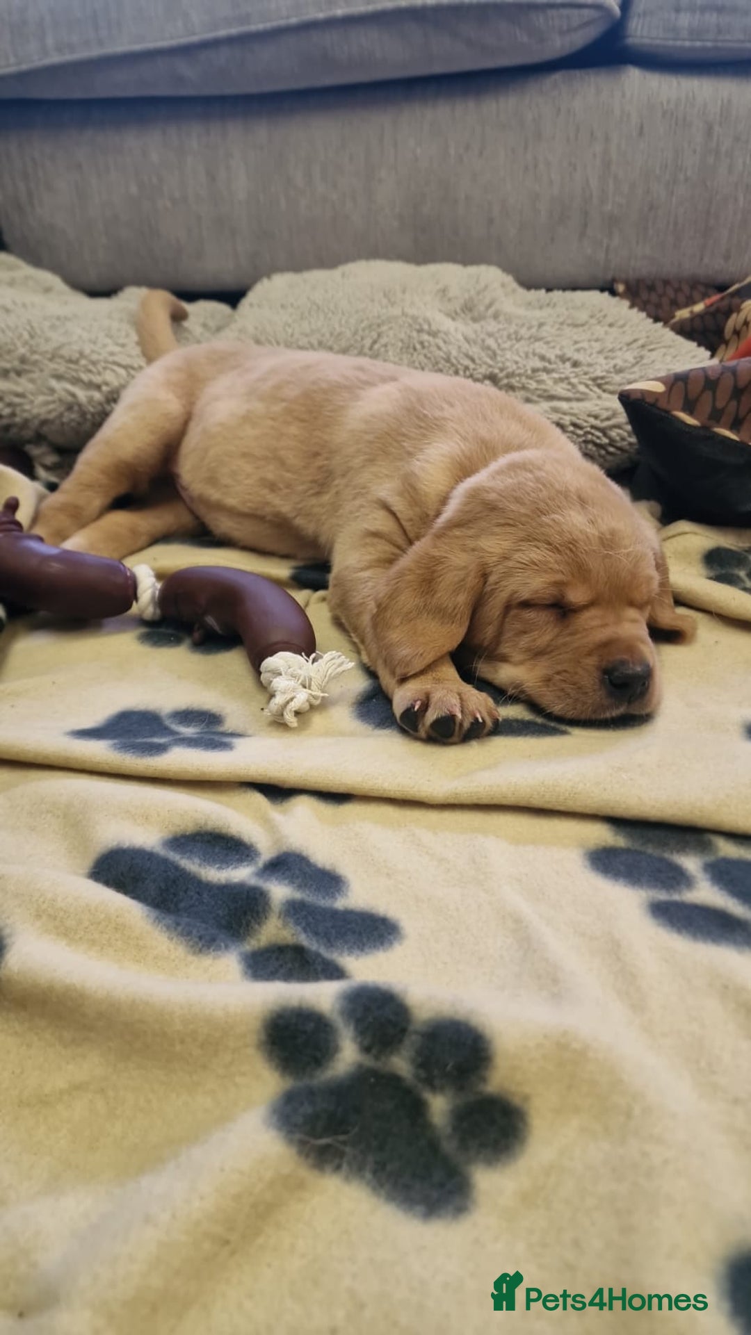 Labrador Retriever dogs for sale: ADORABLE LABRADOR PUPPIES KC REGISTERED - Advert 5