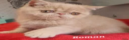 Exotic cats for sale: Chunky Gccf registered ( Lilac carrier boys - Advert 3