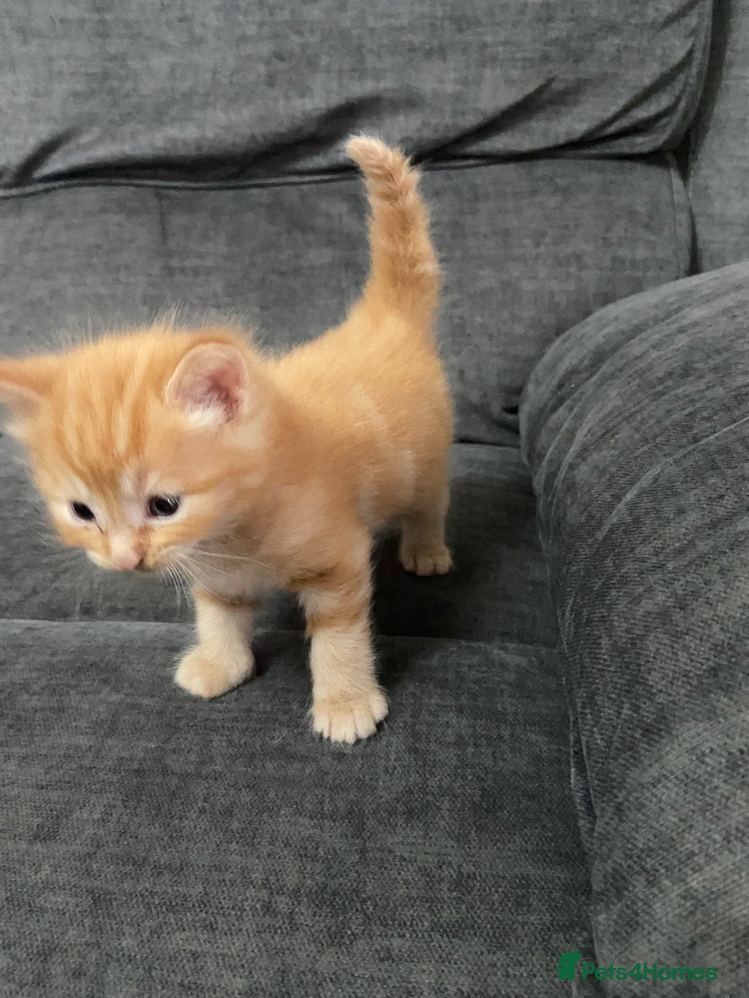 Mixed Breed cats for sale: Mixed kittens ready to go early december - Image 7