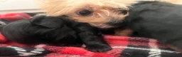 Yorkiepoo dogs for sale: Outstanding Yorkipoos F1 last 3 remaining - Advert 3