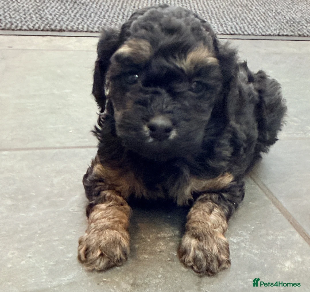 Toy Poodle dogs for sale: 3 Stunning Phantom KC Toy Poodle Puppies - Advert 2