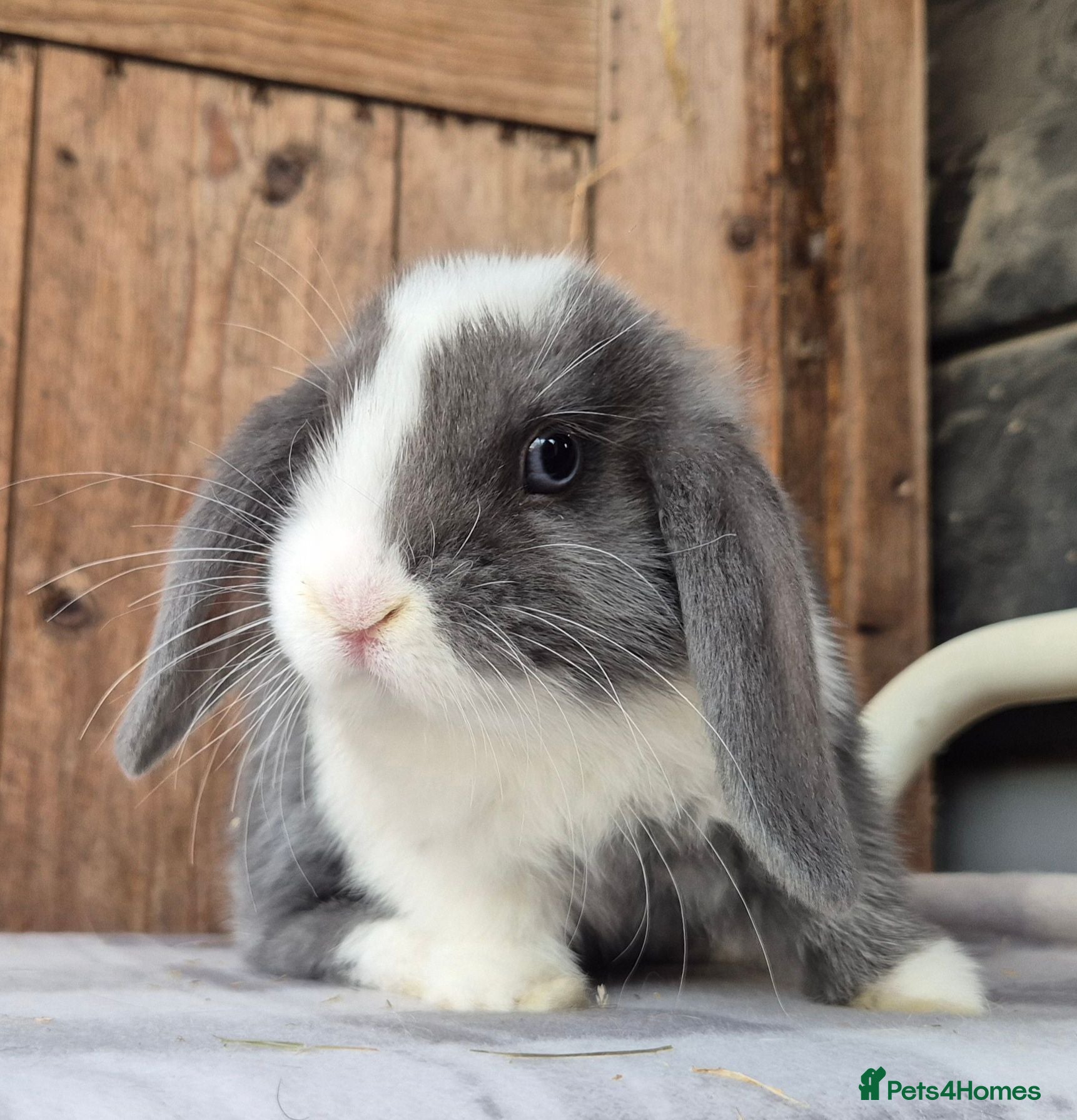 Mini Lop rabbits Mini lop babys ready now  - Advert 3