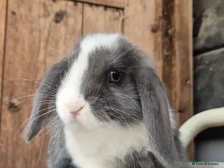Mini Lop rabbits Mini lop babys ready now - Advert 3