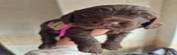 Sprocker dogs for sale: 4 GIRL SPROCKERS AVAILABLE 5th july  - Advert 10