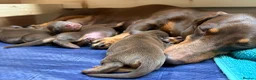 Miniature Dachshund dogs for sale: KC Registered Miniature Dachshund Puppies - Advert 7