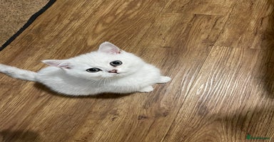 British Shorthair cats - Advert 11