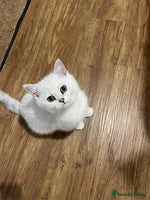 British Shorthair cats - Advert 1