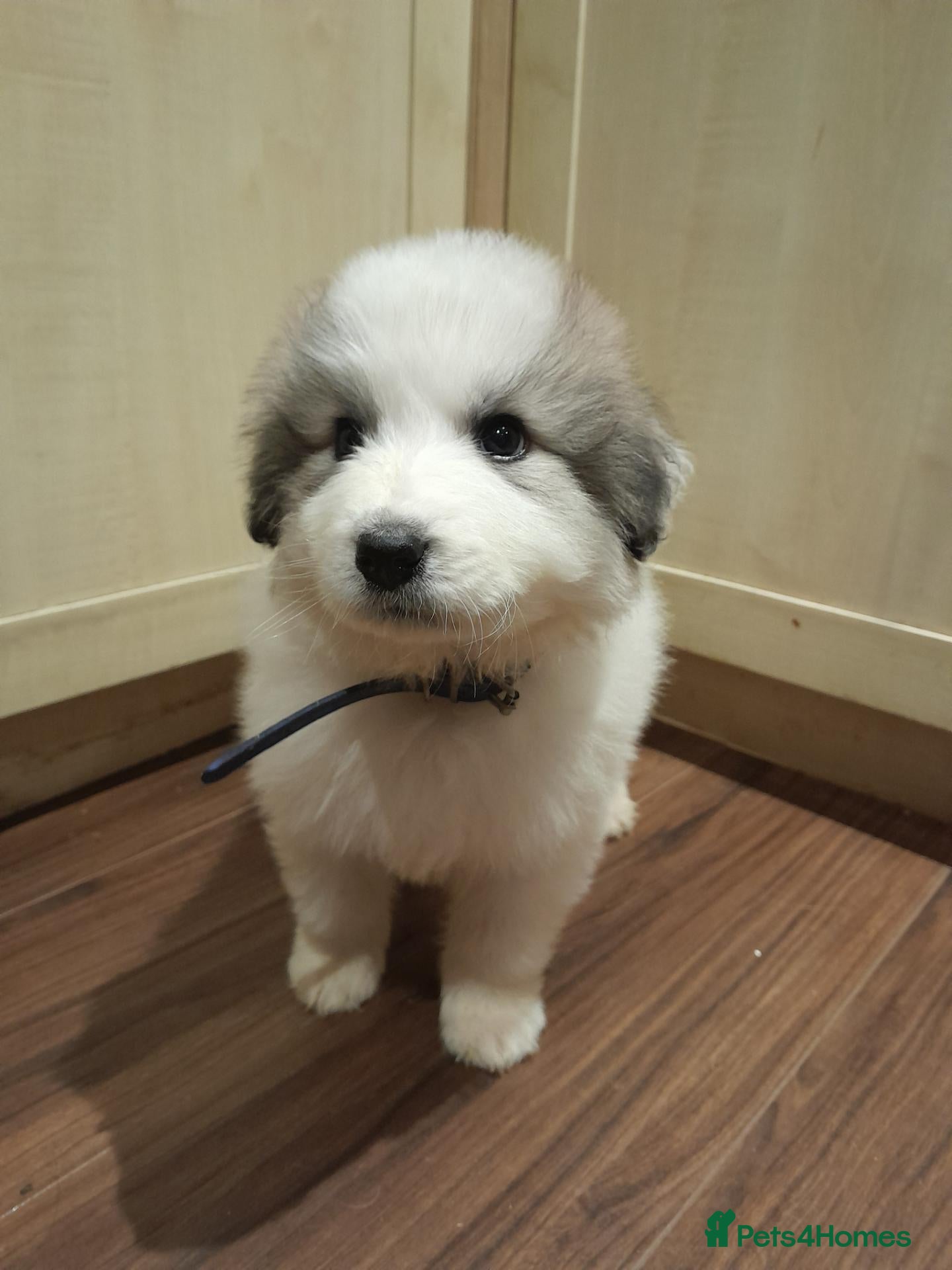 Pyrenean Mountain Dog dogs FULLY KC registered pyrenean puppies 1 boy 2 girls - Advert 6