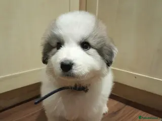 Pyrenean Mountain Dog dogs FULLY KC registered pyrenean puppies 1 boy 2 girls - Advert 6