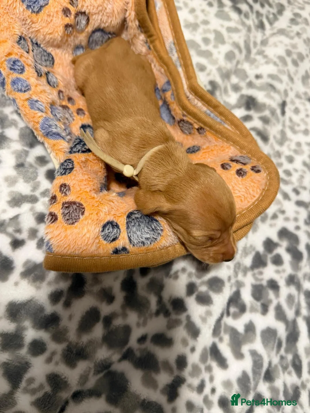 Miniature Dachshund dogs for sale: 🩷Beautiful Miniature Dachshund Girls🩷 in Thetford - Advert 14
